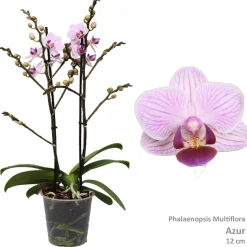 Bloeiende Planten|Ecocheques|ohgreen Phalaenopsis azure 2 bloemstelen