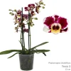 Bloeiende Planten|Ecocheques|ohgreen Phalaenopsis cascade Tessa Easter 2 bloemstelen