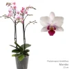 Bloeiende Planten|Ecocheques|ohgreen Phalaenopsis mambo 2 bloemstelen