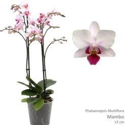 Bloeiende Planten|Ecocheques|ohgreen Phalaenopsis mambo 2 bloemstelen