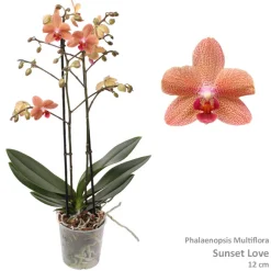 Bloeiende Planten|Ecocheques|ohgreen Phalaenopsis sunset Love 2 bloemstelen