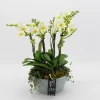 Orchideeën|Ecocheques|ohgreen Phalaenopsis wit in blauw keramiek ( Orchidee )