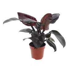 Groene Planten|Ecocheques|ohgreen Philodendron Black Cardinal