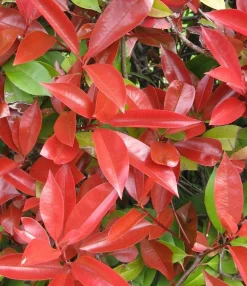 Struiken|Ecocheques|ohgreen Photinia fraseri Little Red Robin
