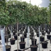 Vaste Planten|Ecocheques|ohgreen Photinia serru red robin half stam