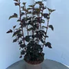 Struiken|Ecocheques|ohgreen Physocarpus opulifolius Diabolo ( Blaasspirea )