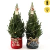 Struiken|Ecocheques|ohgreen Picea glauca Duo Star ( Kerstboom )