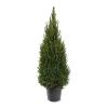 Kerstbomen|Ecocheques|ohgreen Picea glauca 'Perfecta'