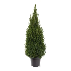 Kerstbomen|Ecocheques|ohgreen Picea glauca 'Perfecta'