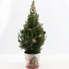 Struiken|Ecocheques|ohgreen Picea glauca Sanders Pine ( Kerstboom )
