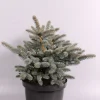 Struiken|Ecocheques|ohgreen Picea pungens Glauca Globosa ( Blauwspar )