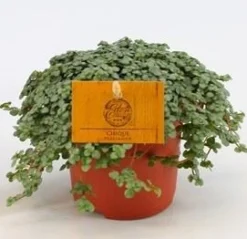 Groene Planten|Ecocheques|ohgreen Pilea Glauca