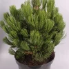 Struiken|Ecocheques|ohgreen Pinus heldreichii Compact ( Bosnische Pijnboom )