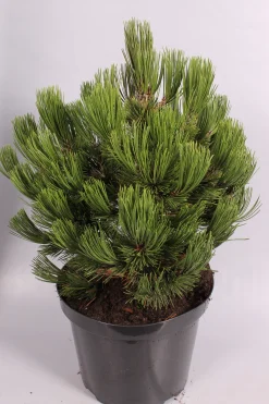 Struiken|Ecocheques|ohgreen Pinus heldreichii Compact ( Bosnische Pijnboom )