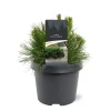 Struiken|Ecocheques|ohgreen Pinus mugo 'Pumilio'
