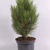 Struiken|Ecocheques|ohgreen Pinus nigra Pyramidalis ( Zwarte den )