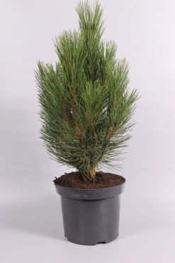 Struiken|Ecocheques|ohgreen Pinus nigra Pyramidalis ( Zwarte den )