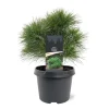 Struiken|Ecocheques|ohgreen Pinus strobus Minima ( Witte Pijnboom )