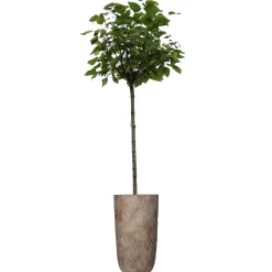 Potten En Vazen|ohgreen Planter paardebloem beton goud 21x21x40cm