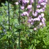 Bind En Steun|Ecocheques|ohgreen Plantstok d8mmh60cm groen