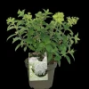 Struiken|Ecocheques|ohgreen Pluimhortensia 'Bobo'