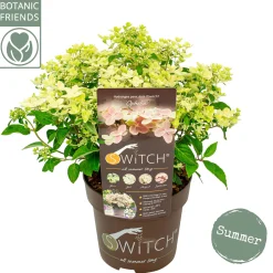 Struiken|Ecocheques|ohgreen Pluimhortensia switch ophelia p19 h45