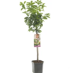 Fruitbomen|Ecocheques|ohgreen Pluot prunus dapple dandy laagstam