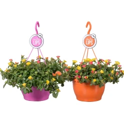 Voorjaar|Ecocheques|ohgreen Portulacca in hangpot p25 h40