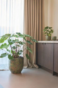 Potten En Vazen|ohgreen POT D44 ARRAY GRASGR