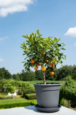 Kunststof|Ecocheques|ohgreen Pot essential 20cm