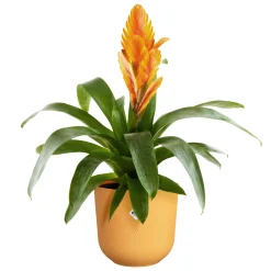 Potten En Vazen|Ecocheques|ohgreen Pot jazz rond 16cm amber geel