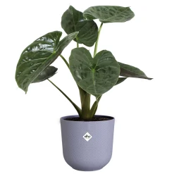 Potten En Vazen|Ecocheques|ohgreen Pot jazz rond 23cm lavendel lila