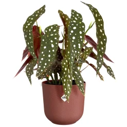 Potten En Vazen|Ecocheques|ohgreen Pot jazz rond 16cm toscaans rood