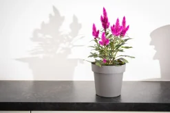 Kunststof|Ecocheques|ohgreen Pot rond happy 20 cm antraciet