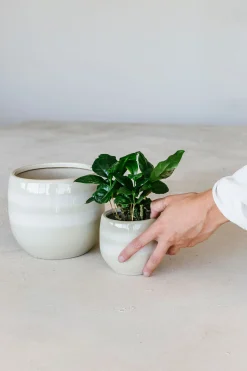 Potten En Vazen|ohgreen Pot saffron