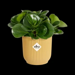 Potten En Vazen|Ecocheques|ohgreen Pot vibes fold 7cm botergeel