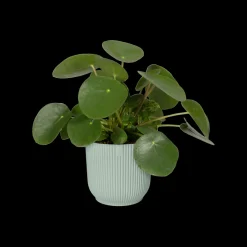 Potten En Vazen|Ecocheques|ohgreen Pot vibes fold 16cm sorbet green