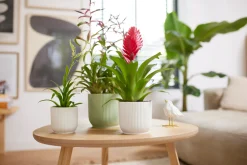 Ecocheques|Potten En Vazen|ohgreen Pot vibes fold 16cm zijdewit