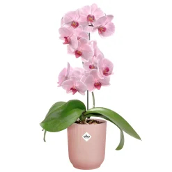 Potten En Vazen|Ecocheques|ohgreen Pot Vibes fold orchidee