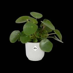 Potten En Vazen|Ecocheques|ohgreen Pot vibes fold wiel 35cm zijdew
