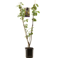 Fruitbomen|Ecocheques|ohgreen Pruim prunus domestica duo-pruim
