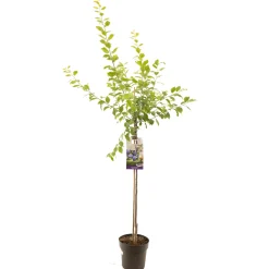 Fruitbomen|Ecocheques|ohgreen Pruimenboom prunus domestica hauszwetsch halfstam