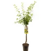 Fruitbomen|Ecocheques|ohgreen Pruimenboom prunus domestica ontario halfstam