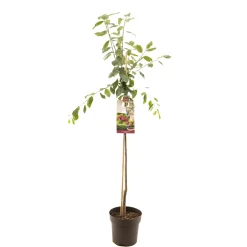 Fruitbomen|Ecocheques|ohgreen Pruimenboom prunus domestica victoria halfstam