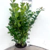 Struiken|Ecocheques|ohgreen Prunus laurocerasus Ani ( Laurierkers )