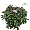 Struiken|Ecocheques|ohgreen Rhododendron 70-80 XXl