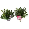 Struiken|Ecocheques|ohgreen Rhododendron bloom p17 h25