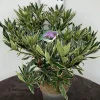 Struiken|Ecocheques|ohgreen Rhododendron hybride 40-50 cm in p23