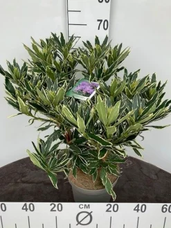 Struiken|Ecocheques|ohgreen Rhododendron hybride 40-50 cm in p23