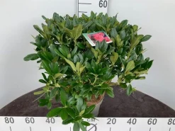 Struiken|Ecocheques|ohgreen Rhododendron hybride 40-50 cm in p23